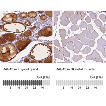 Anti-RAB43 antibody produced in rabbit Prestige Antibodies&#174; Powered by Atlas Antibodies, affinity isolated antibody, buffered aqueous glycerol solution