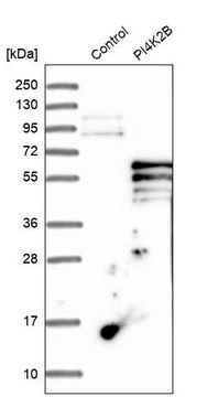 Anti-PI4K2B antibody produced in rabbit Prestige Antibodies&#174; Powered by Atlas Antibodies, affinity isolated antibody, buffered aqueous glycerol solution