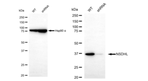 KD-Validated Anti NSDHL Antibody, clone 24GB485, Rabbit Monoclonal clone 24GB485, recombinant rabbit monoclonal, expressed in HEK293 cells