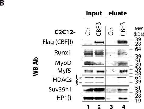 Anti-SUV39H1 Antibody Upstate&#174;, from rabbit