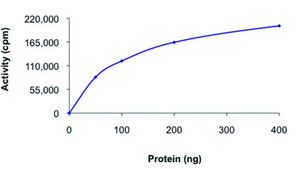 TLK2 (388-end), active, GST tagged human PRECISIO® Kinase, recombinant, expressed in baculovirus infected Sf9 cells, ≥80% (SDS-PAGE), buffered aqueous glycerol solution