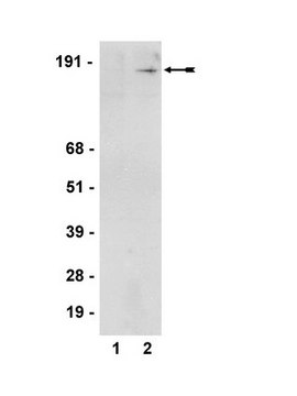 Anti-phospho-SMC1 (Ser957) Antibody, clone 5D11G5 clone 5D11G5, Upstate&#174;, from mouse