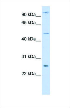 Anti-TRAF4 antibody produced in rabbit affinity isolated antibody