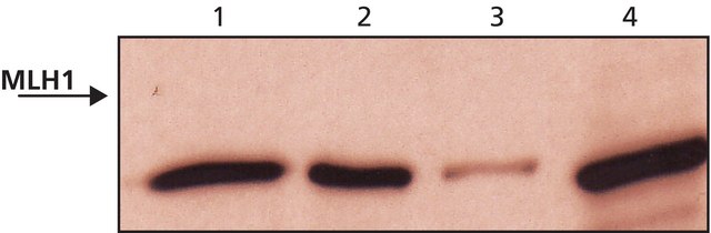 Anti-MLH1 (C-terminal) 兔抗 ~1&#160;mg/mL, affinity isolated antibody, buffered aqueous solution