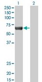 Monoclonal Anti-PRKAA2 antibody produced in mouse clone 1G8, purified immunoglobulin, buffered aqueous solution