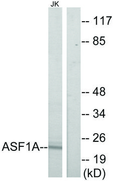 Anti-ASF1A antibody produced in rabbit affinity isolated antibody