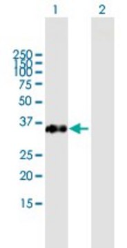 Anti-FAM21C antibody produced in mouse purified immunoglobulin, buffered aqueous solution