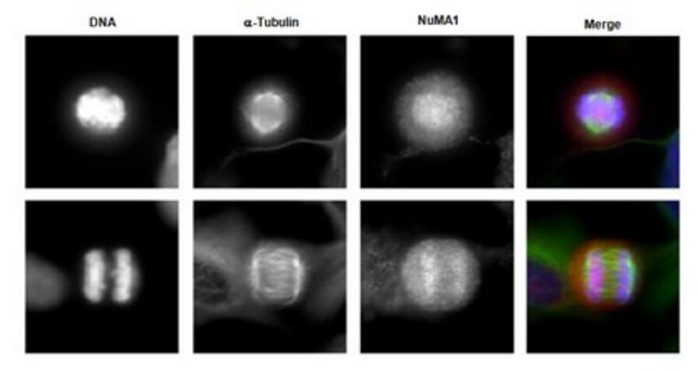 Anti-NuMA1 Antibody from rabbit, purified by affinity chromatography