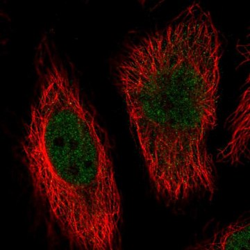 Anti-MAPK7 antibody produced in rabbit Prestige Antibodies&#174; Powered by Atlas Antibodies, affinity isolated antibody