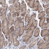 Anti-UFL1 antibody produced in rabbit Prestige Antibodies® Powered by Atlas Antibodies, affinity isolated antibody, buffered aqueous glycerol solution, ab2