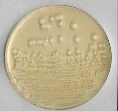 Selective agar for pathogenic fungi for the isolation of pathogenic fungi (contains Cycloheximide)