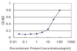 Monoclonal Anti-CYP2J2 antibody produced in mouse clone 2D10, purified immunoglobulin, buffered aqueous solution