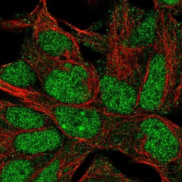 Anti-IMP3 antibody produced in rabbit Prestige Antibodies&#174; Powered by Atlas Antibodies, affinity isolated antibody