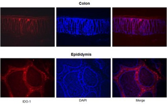 Anti-IDO-1 Antibody, clone 4B7 | MABF850 clone 4B7, from mouse