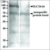 Anti-SLC26A6 antibody produced in goat affinity isolated antibody, buffered aqueous solution