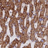 Anti-ATP5H antibody produced in rabbit Prestige Antibodies® Powered by Atlas Antibodies, affinity isolated antibody, buffered aqueous glycerol solution