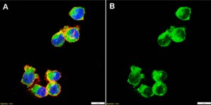 Anti-Flotillin-2 Antibody, clone 1L10 ZooMAb® Rabbit Monoclonal recombinant, expressed in HEK 293 cells