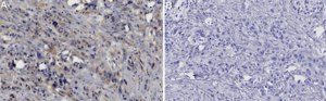 Anti-LRRC8E Antibody, clone 3H20 ZooMAb® Rabbit Monoclonal recombinant, expressed in HEK 293 cells