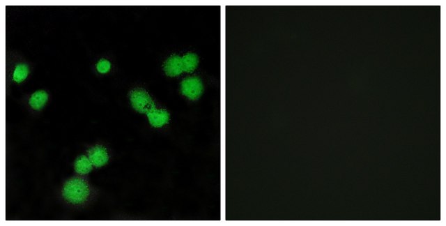 Anti-SFRS5 antibody produced in rabbit affinity isolated antibody