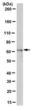 Anti-BAG3 Antibody, clone AC-1 clone AC-1, from mouse