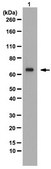Anti-mRNA-capping enzyme Antibody from rabbit, purified by affinity chromatography