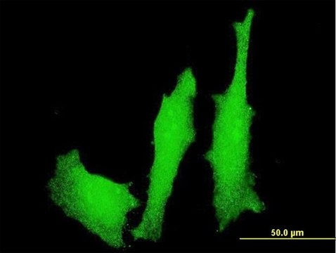 Monoclonal Anti-LMO4 antibody produced in mouse clone 4H8, purified immunoglobulin, buffered aqueous solution