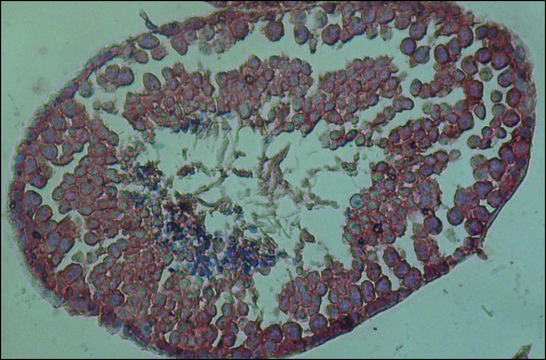 Anti-PIWIL1 antibody, Mouse monoclonal clone PIWIL1-2, purified from hybridoma cell culture