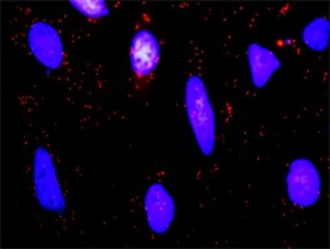 Anti-BTC antibody produced in rabbit purified immunoglobulin, buffered aqueous solution