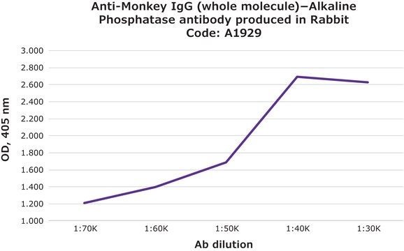 Anti-Monkey IgG (whole molecule)&#8722;Alkaline Phosphatase antibody produced in rabbit affinity isolated antibody, buffered aqueous solution