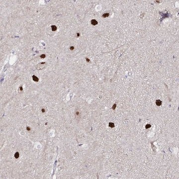 Anti-PSMD3 antibody produced in rabbit Prestige Antibodies&#174; Powered by Atlas Antibodies, affinity isolated antibody, buffered aqueous glycerol solution