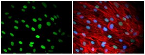 Anti-Nuclei Antibody, clone 235-1, Alexa Fluor™ 488 conjugate clone 235-1, from mouse, ALEXA FLUOR™ 488