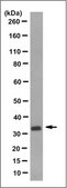 Anti-OTX2 Antibody, clone 8D8.2 clone 8D8.2, from mouse