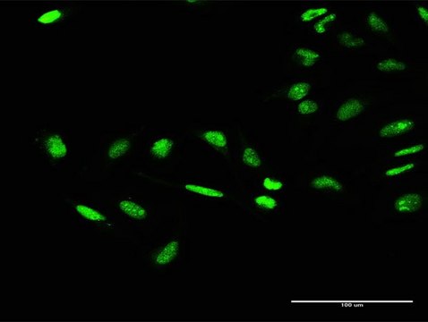 Anti-GTF2E1 antibody produced in rabbit purified immunoglobulin, buffered aqueous solution