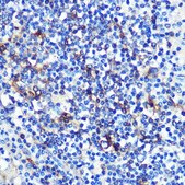 Anti-HLA-DRA antibody produced in rabbit