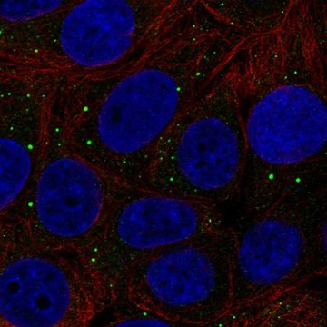 Anti-THBS3 antibody produced in rabbit Prestige Antibodies&#174; Powered by Atlas Antibodies, affinity isolated antibody