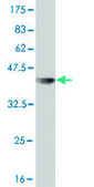 Monoclonal Anti-USP10 antibody produced in mouse clone 3B8, purified immunoglobulin, buffered aqueous solution