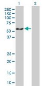 Anti-PDLIM7 antibody produced in mouse purified immunoglobulin, buffered aqueous solution