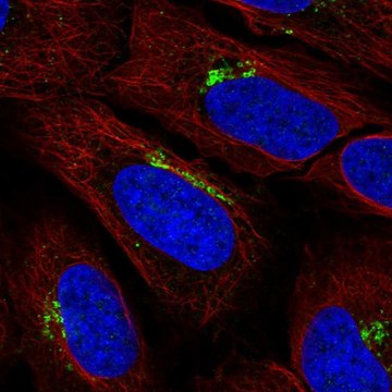 Anti-KIAA0319L antibody produced in rabbit Prestige Antibodies&#174; Powered by Atlas Antibodies, affinity isolated antibody