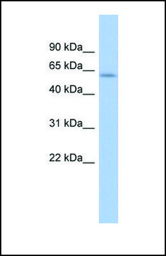 Anti-LEMD2 antibody produced in rabbit affinity isolated antibody