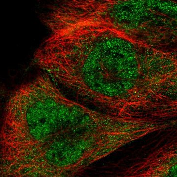 Anti-RTCB antibody produced in rabbit Prestige Antibodies&#174; Powered by Atlas Antibodies, affinity isolated antibody