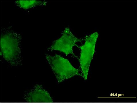 Monoclonal Anti-RASSF3 antibody produced in mouse clone 3A5, purified immunoglobulin, buffered aqueous solution