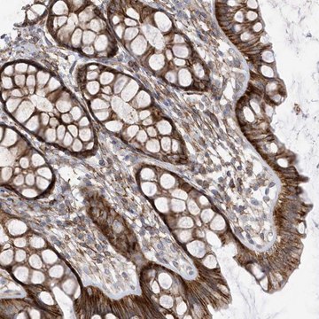 Anti-ANAPC1 antibody produced in rabbit Prestige Antibodies&#174; Powered by Atlas Antibodies, affinity isolated antibody, buffered aqueous glycerol solution