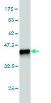 Monoclonal Anti-ENPP3 antibody produced in mouse clone 1G11, purified immunoglobulin, buffered aqueous solution