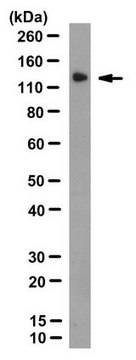 Anti-Apaf-1 Antibody, clone 18H2 clone 18H2, from rat