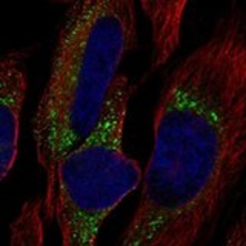 Anti-COL7A1 antibody produced in rabbit Prestige Antibodies&#174; Powered by Atlas Antibodies, affinity isolated antibody, buffered aqueous glycerol solution