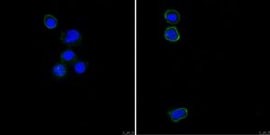 Anti-CD31 (PECAM-1) Antibody, clone MBC 78.1 clone MBC 78.1, from mouse