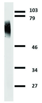 Monoclonal Anti-Clusterin antibody produced in mouse clone Hs-3