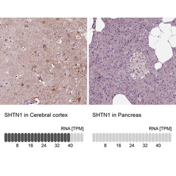 Anti-SHTN1 antibody produced in rabbit Prestige Antibodies&#174; Powered by Atlas Antibodies, affinity isolated antibody, buffered aqueous glycerol solution