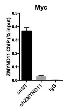 Anti-ZMYND11 Antibody serum, from rabbit