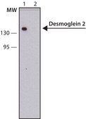 Anti-Desmoglein 2 (DSG2) antibody, Mouse monoclonal clone AH12.2, purified from hybridoma cell culture